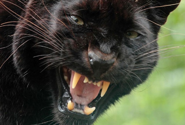 exmoor beast